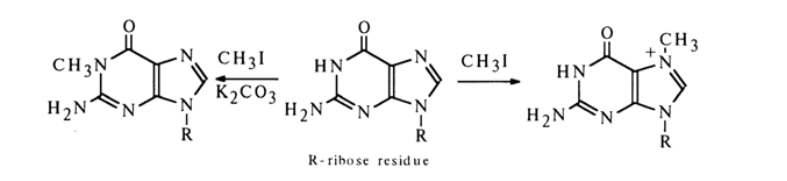 <ul><li><p>Bazių metilinimui - CH3I, dimetilsulfatas;</p></li><li><p>Neutralioje terpėje G, A, C metilinami, U ir T ne;</p></li><li><p>G alkilinamas gaunant N7-metilguanoziną, esant K2CO3 pagrindinis produktas N1-metilguanozinas;</p></li><li><p>A metilinimas vyksta daugiausiai N1, o C N3</p></li></ul><p></p>