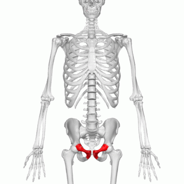 <p>Key Features: Front portion of the hip</p><p>Memory Trick: pubic front</p>