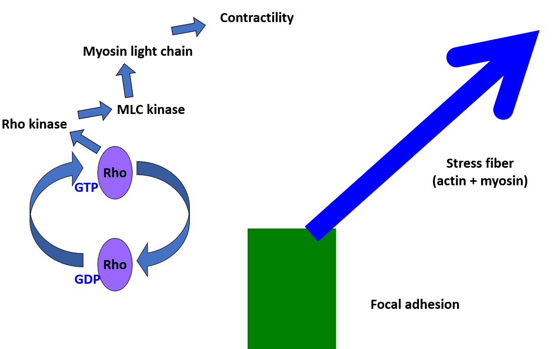 __contraction of actin fibers__

* **Rho GTPase** activates Rho kinase
* **Rho kinase** activates Myosin light chain kinase
* **MLC kinase** activates myosin light chains
* Causes **contraction**