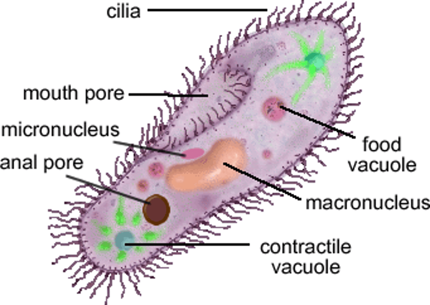 <p>in paramecium, forms enveloping the food particles and migrates to an opening</p>