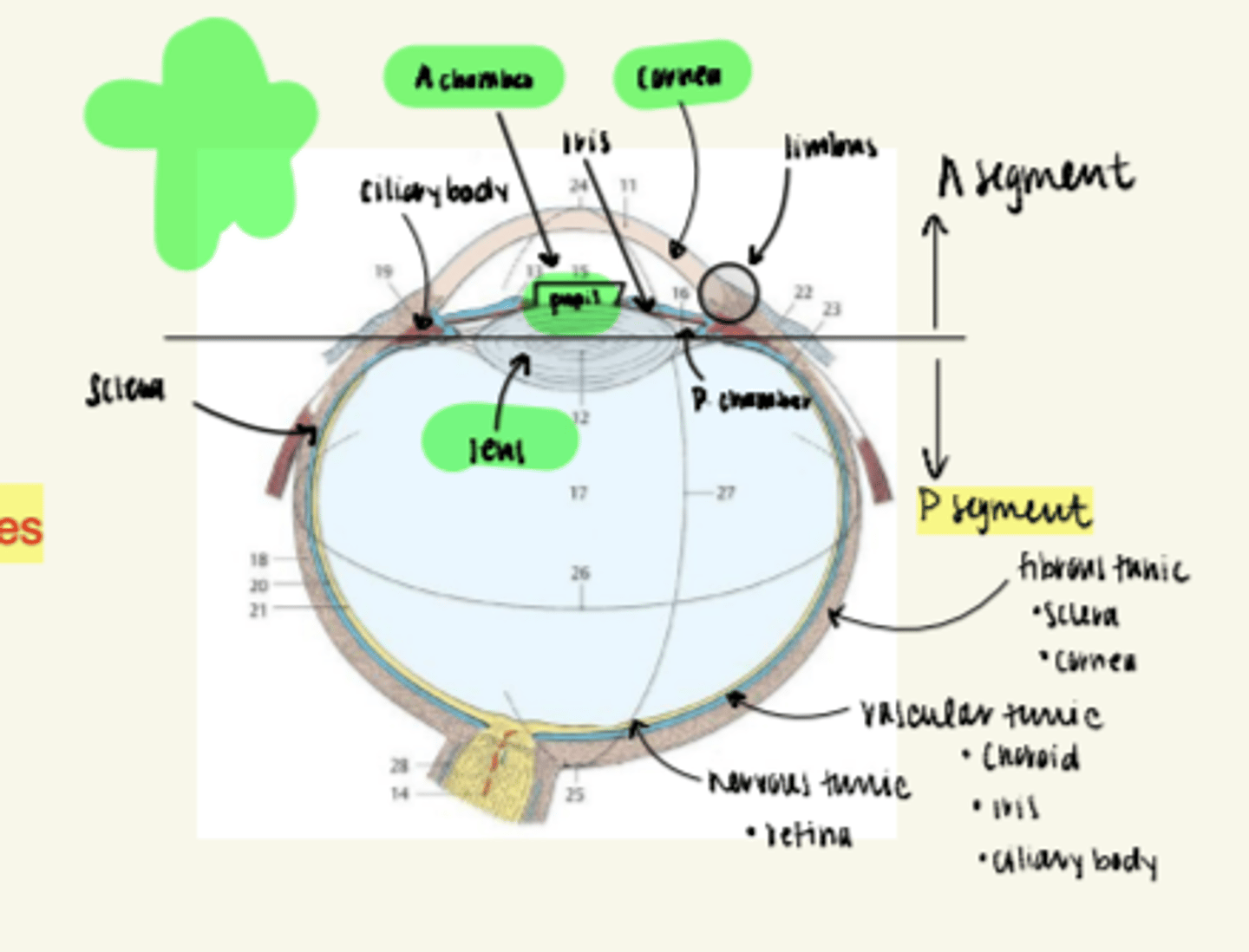 <p>Anterior segment</p><p>(be able to identify this on image)</p>