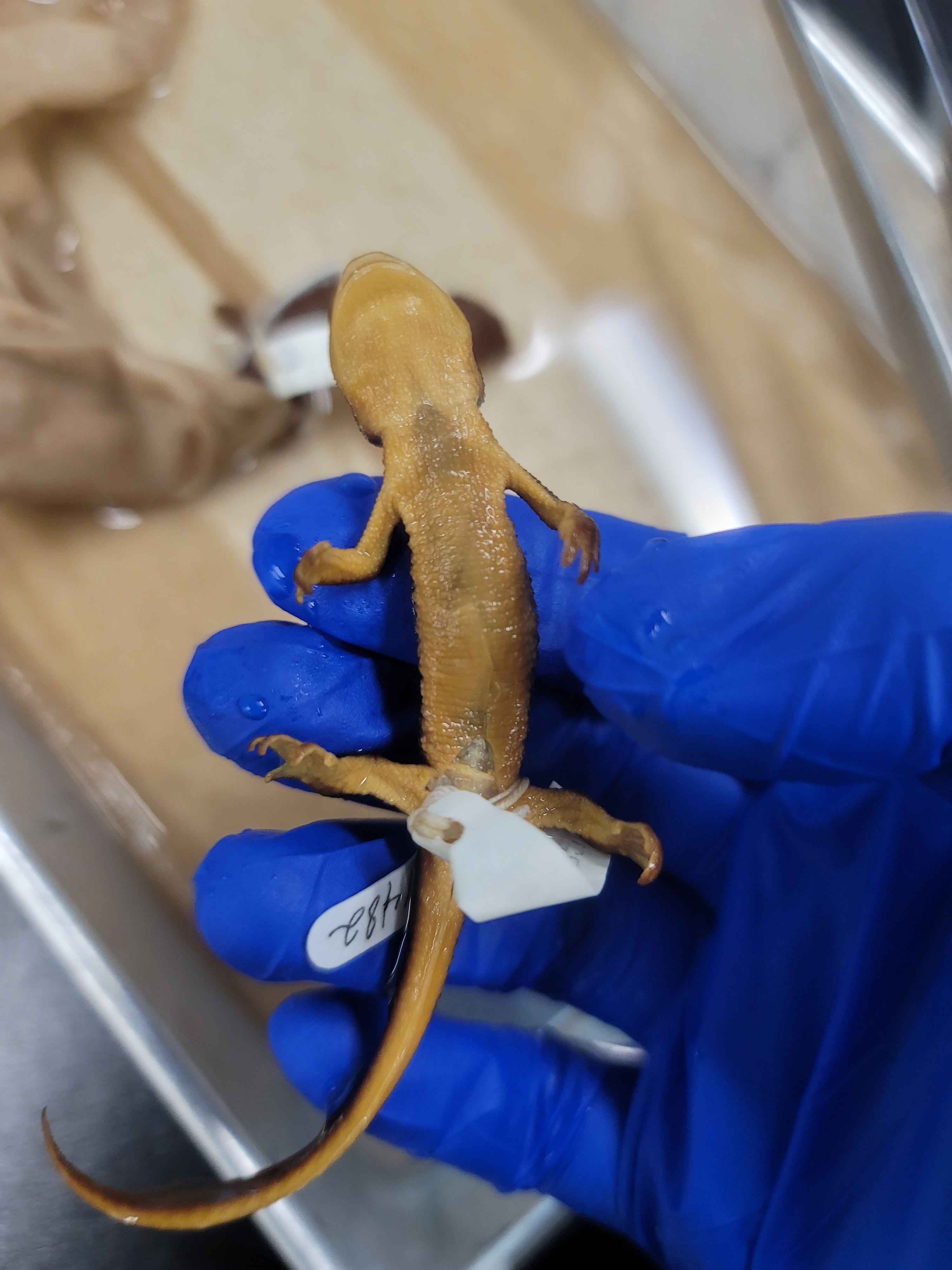 <p><span>Taricha granulosa</span><br></p>