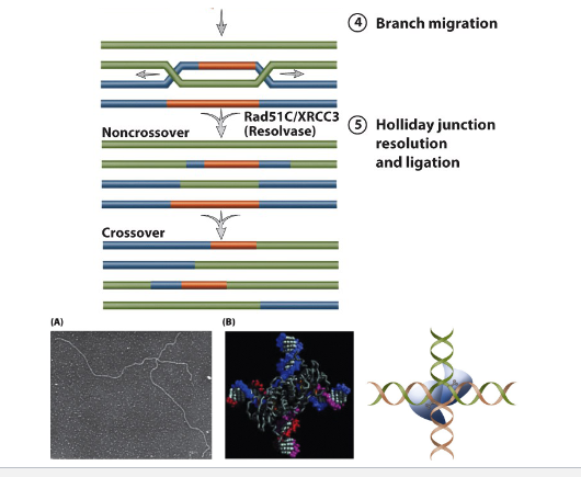 <ul><li><p>Steps</p><ul><li><p><span>Double-strand break (DSB) is induced by ionizing radiation.</span></p></li><li><p><span>End-processing and recognition: Recruitment of MRN (Mre11-</span><br><span>Rad50-Nbs1) to the DSB. The 3′, 5′ exonuclease activity of Mre11</span><br><span>generates 3′ ssDNA tails that are recognized by Rad52.</span></p></li><li><p><span>Strand invasion and DNA synthesis. The 3′ tails invade</span><br><span>homologous intact sequences to generate a hybrid molecule.</span><br><span>Missing sequence information at the DSB is restored by DNA</span><br><span>synthesis.</span></p></li><li><p><span>Branch migration</span></p></li><li><p><span>Holliday junction resolution and ligatio</span></p></li></ul></li></ul><p></p>