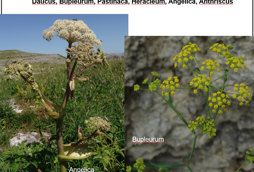<p>Apiaceae</p>