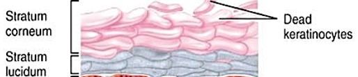 <p>aka ‘horn layer”</p><ul><li><p>exposed surface of skin</p></li><li><p>15-30 layers of keratinized cells</p></li><li><p>water resistant</p></li><li><p>shed &amp; replaced about every 2 weeks</p></li></ul><p></p>