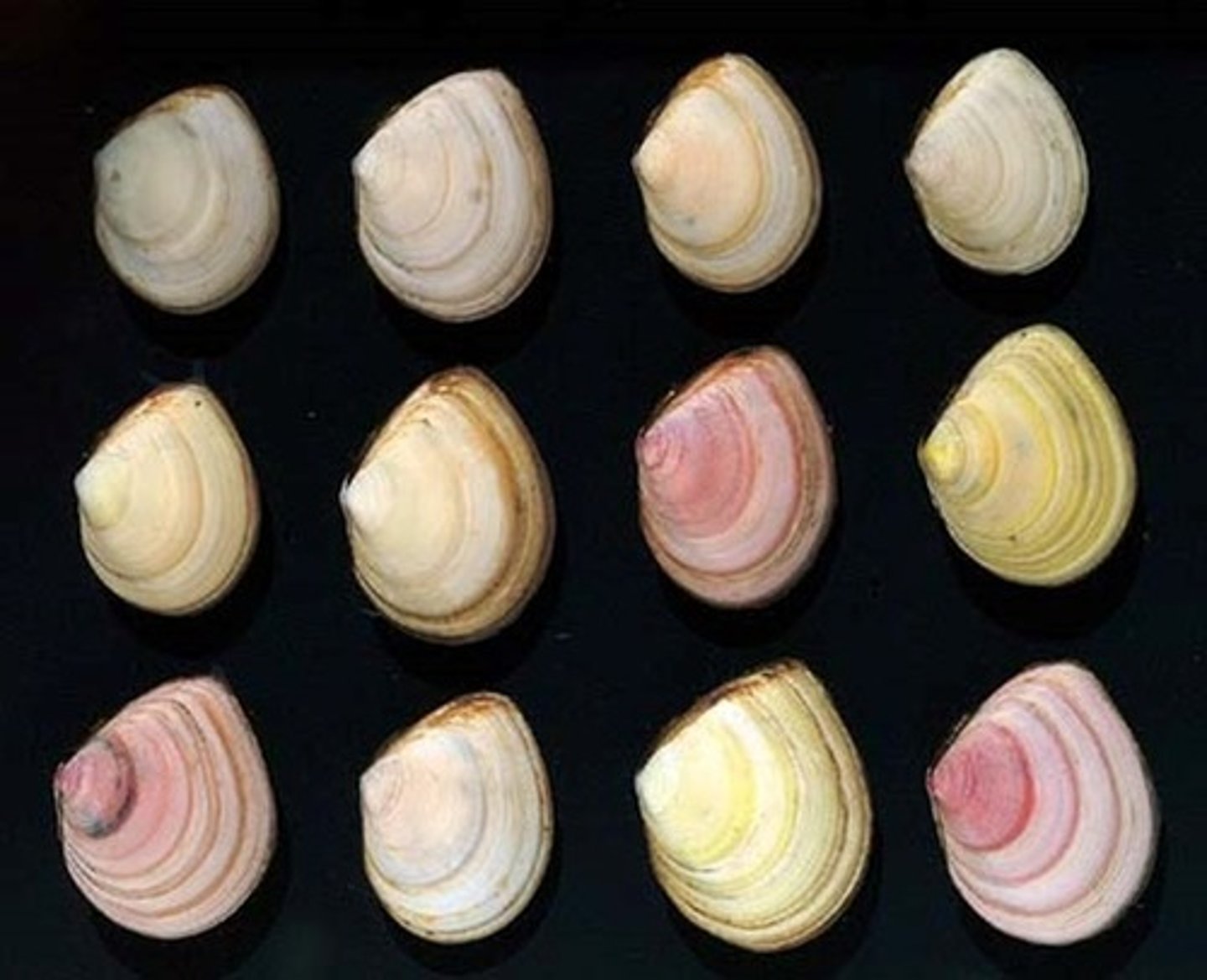 <p>tweekleppigen (schelpen)</p>
