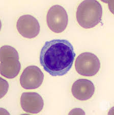 <p>lymphocyte</p>