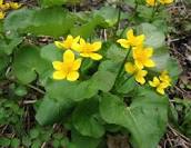 Marsh marigold