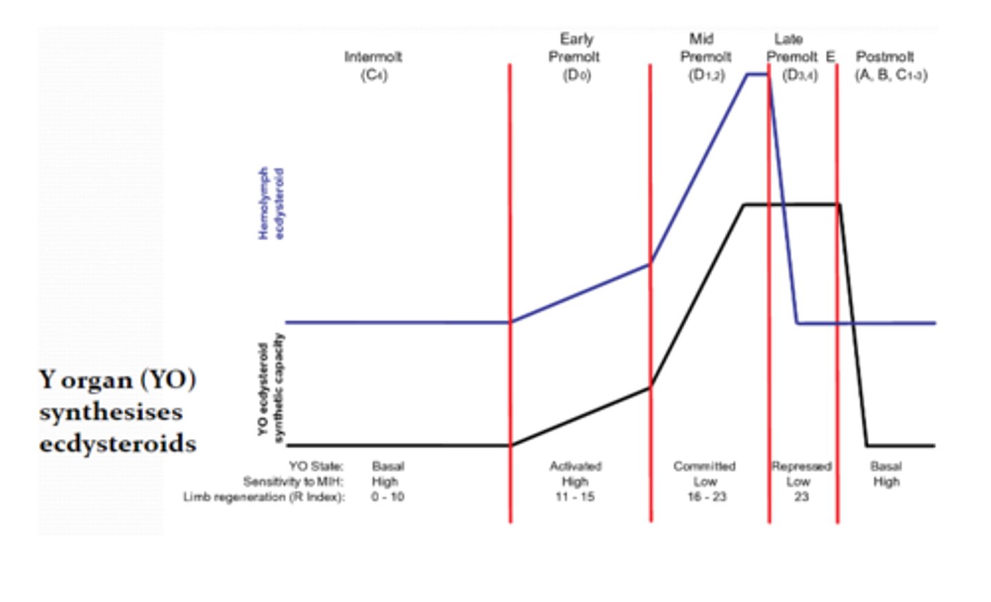 <p>A steroid produced in INVERTEBRATES that, when high carbon levels, promotes the growth of a new exoskeleton under the already existing one => moulting (shedding of old exoskeleton)</p>
