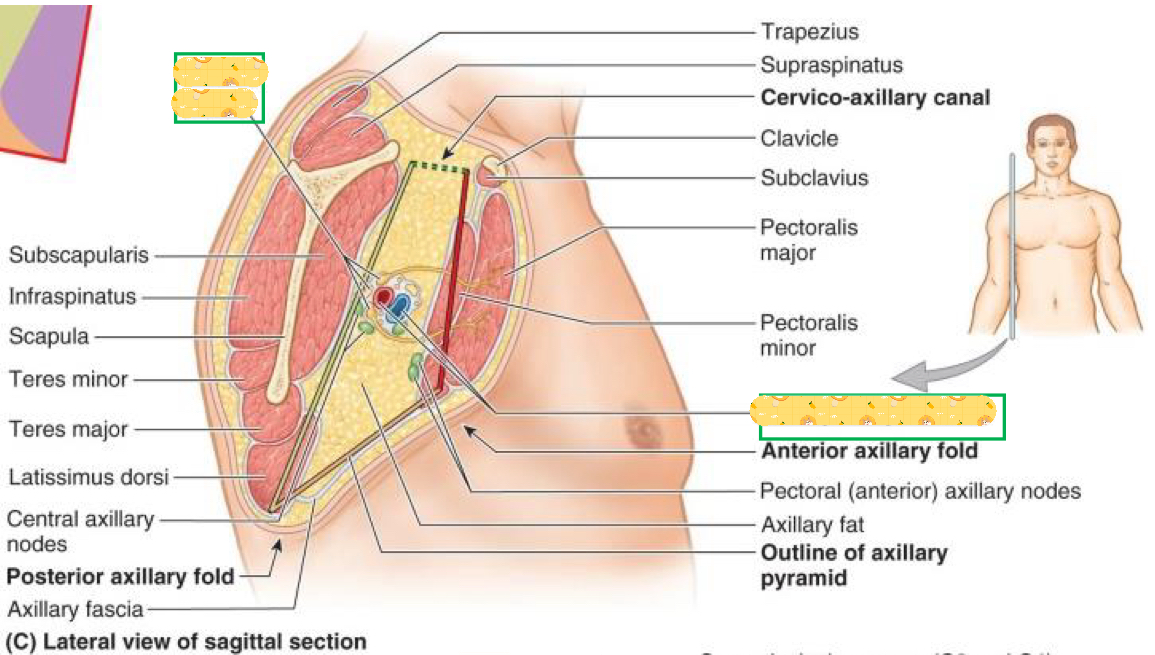 <p>Name these structures</p>