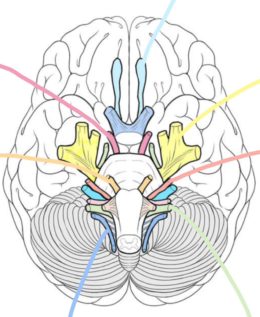 <p>What is darker blue</p>