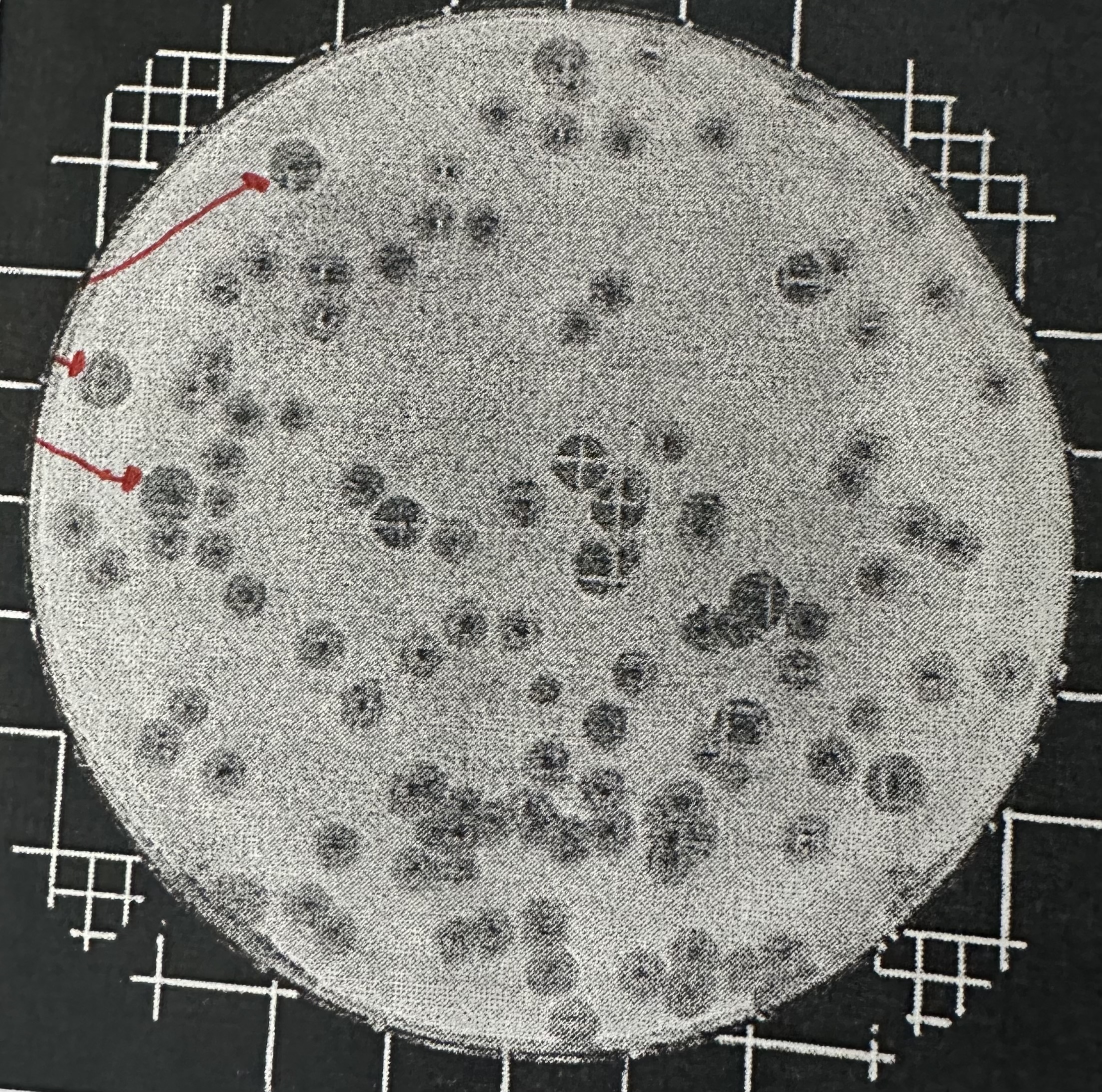 <p>If a culture of bacteria is inoculated with bacteriophages, the lysis of bacterial cells make the culture appear clear (<strong>plaques</strong>). </p>