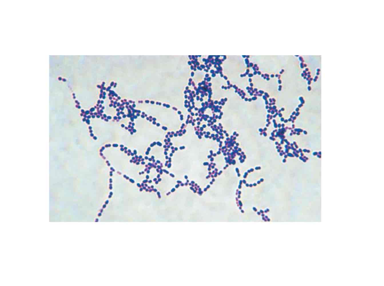 <ul><li><p>One of the two phyla with Gram positive cell walls.</p></li><li><p>Also known as the “low GC Gram positives.”</p></li><li><p>Includes lactic acid and non-lactic acid bacteria.</p></li><li><p>Includes endospore-forming bacteria.</p></li></ul>