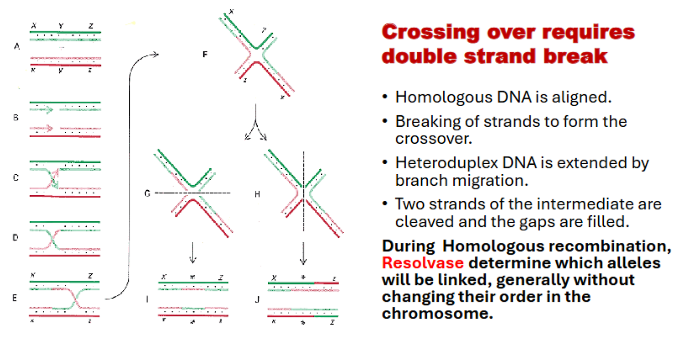 <p>crossing over requires a double stranded break with resolvase enzyme (this can occur in holliday model or dsb model) </p>