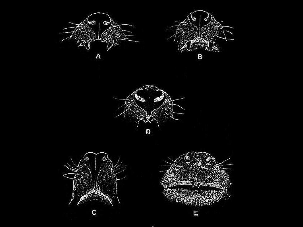 <p>Which noses are strepsirrhines and how do you identify ?</p>