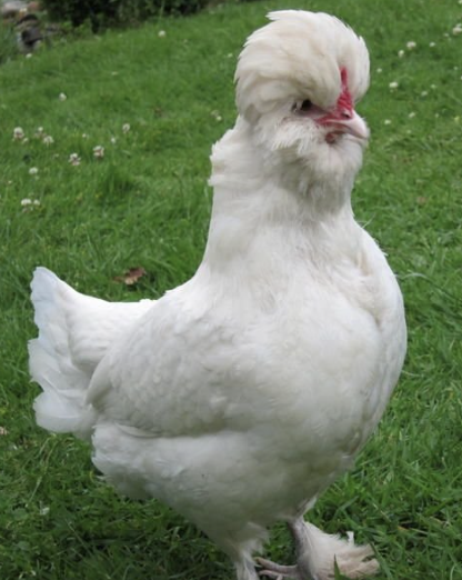 <ul><li><p>very poor layer </p></li><li><p>bred as a bird of leisure and pleasure</p></li><li><p>makes good house hend </p></li><li><p>good therapy bird </p></li></ul><p></p><p></p>