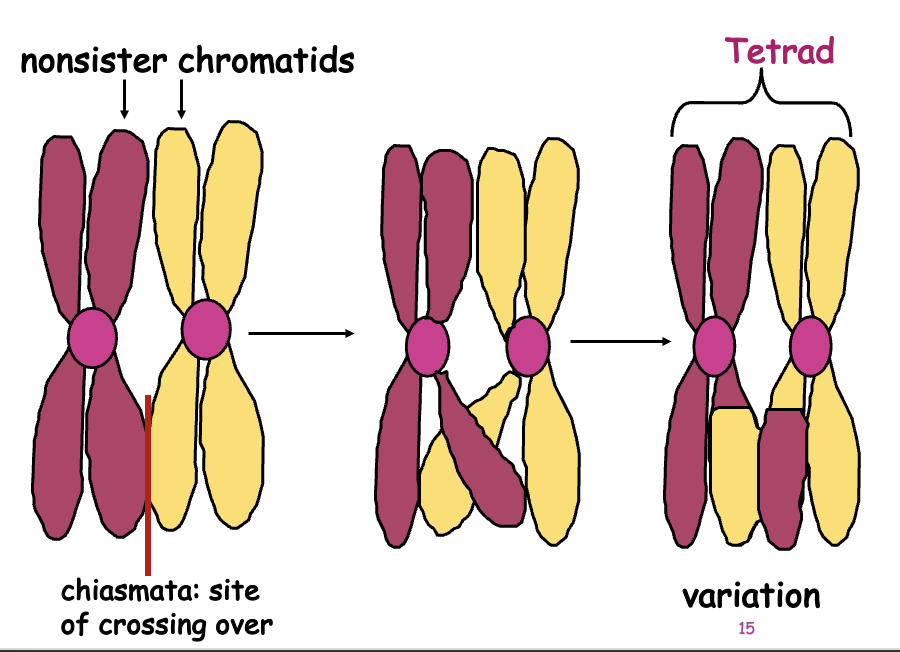 <p>Crossing over may occur between non-sister chromatids at sites called chiasmata.</p><p>Crossing over:  segments of nonsister chromatids break and reattach to the other chromatid.</p><p>Chiasmata (chiasma) are where chromosomes touch each other and exchange genes (crossing over.)</p><p>Causes Genetic Recombination</p><p></p>