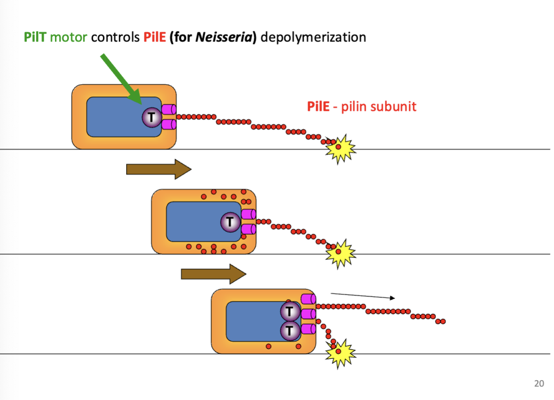 <ol><li><p><strong>Extension</strong>:</p><ul><li><p>Pilus subunits are polymerized and pushed out of the bacterial cell membrane by a motor protein (e.g., PilB in type IV pili).</p></li><li><p>This extends the pilus outward to interact with surfaces or host cells.</p></li></ul></li><li><p><strong>Retraction</strong>:</p><ul><li><p>A separate motor protein (e.g., PilT in type IV pili) depolymerizes the pilus subunits, pulling the pilus back into the cell.</p></li><li><p>Retraction generates mechanical force, which can help bacteria move, attach, or uptake DNA (in transformation).</p></li></ul></li></ol><p></p>