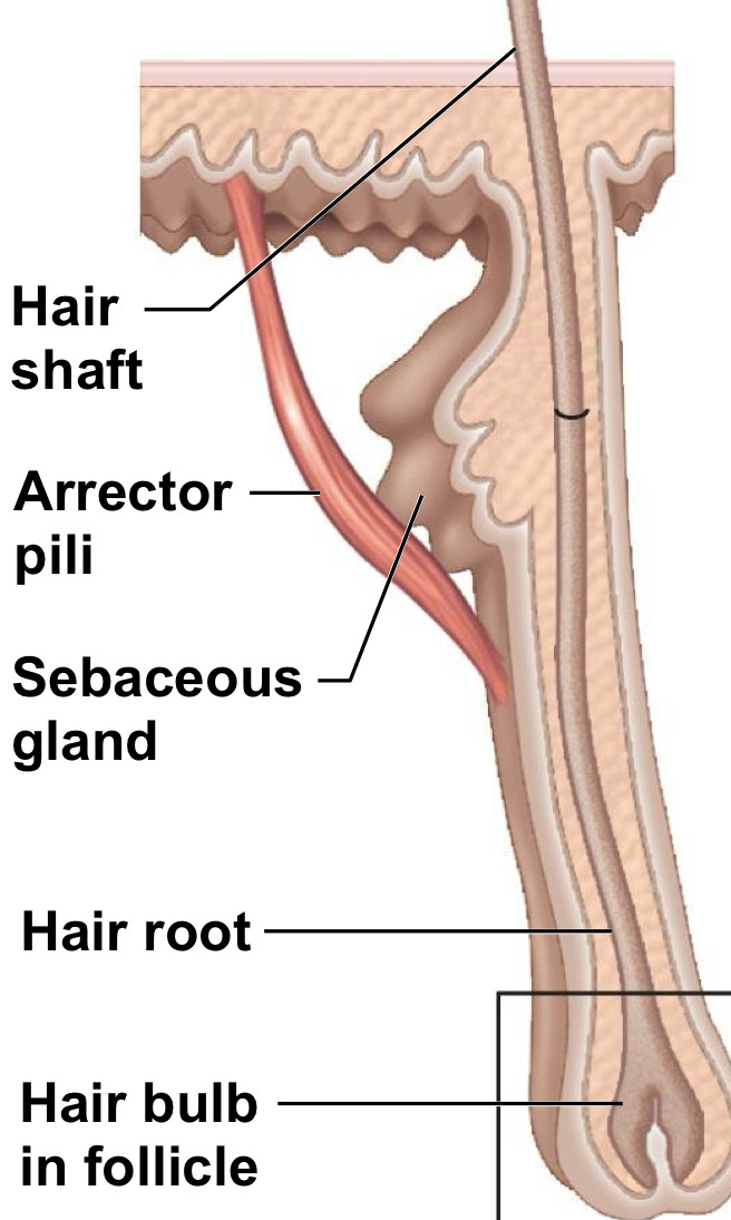 <p>smooth muscle - pulls hairs upright when you’re cold/frightened (goosebumps)</p>