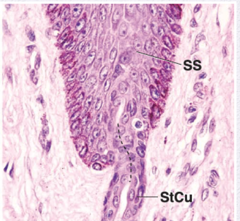 <p>Identify the Epithelium</p>