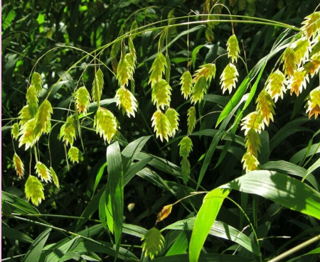 <p>What is the genus of this plant?</p>