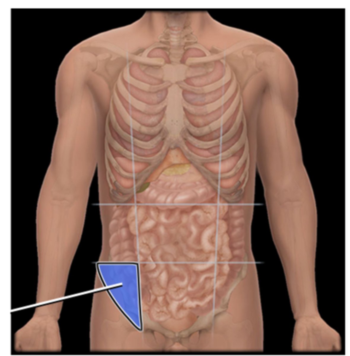 knowt flashcard image