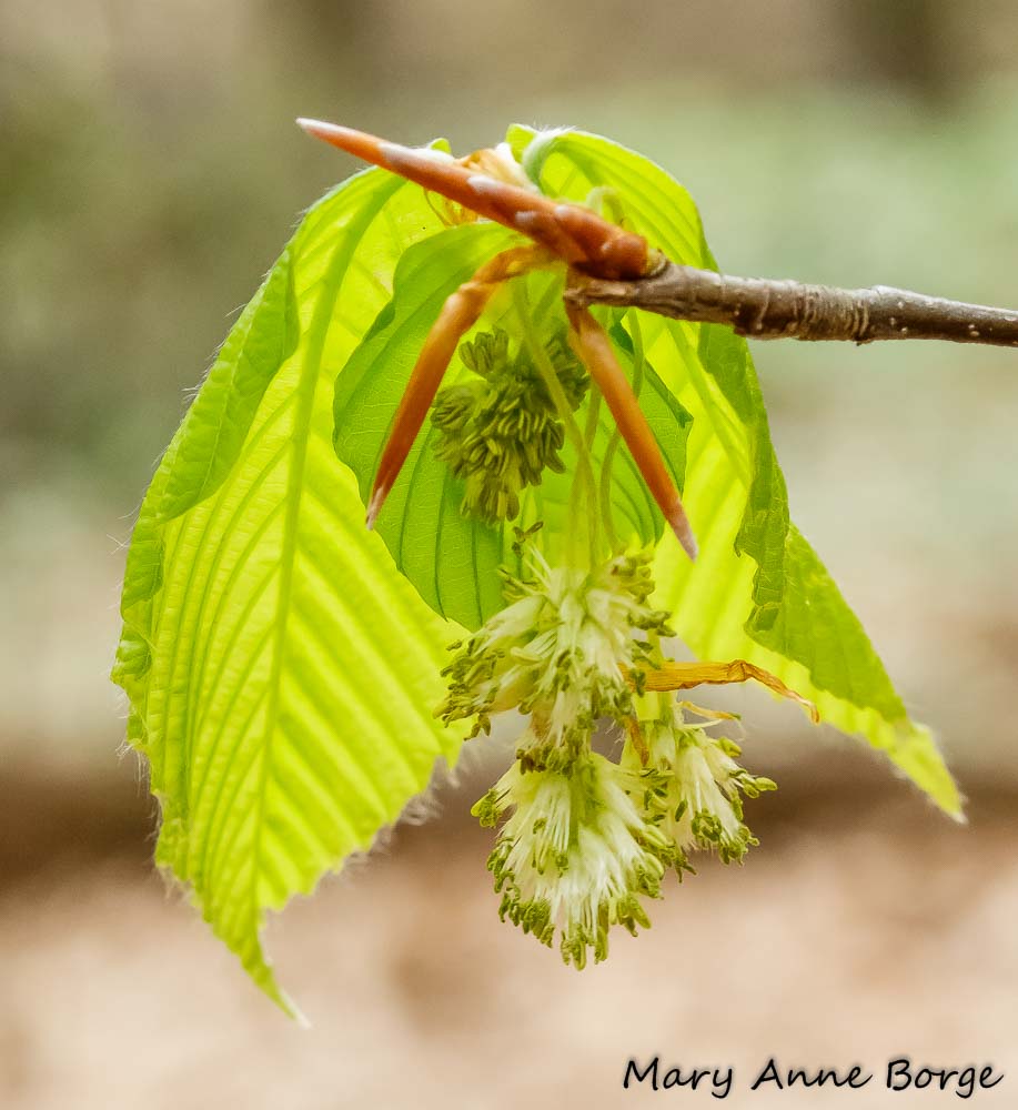 <p>Name this tree (scientific + common name)</p>