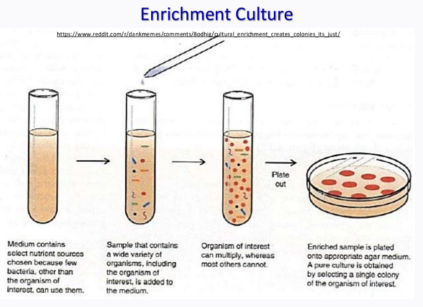 <p>enrichment culture</p>