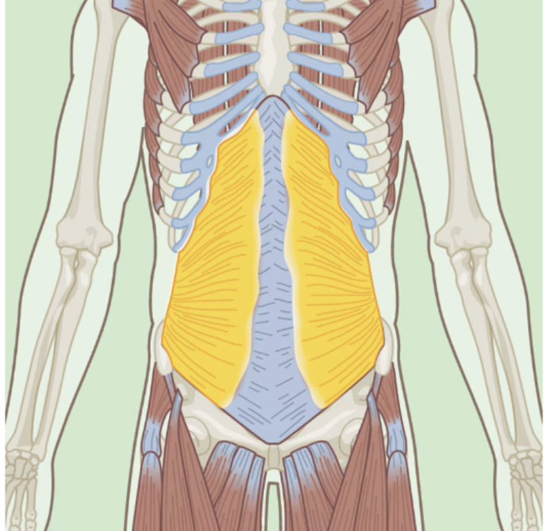 <p>Transverse Abdominis</p>