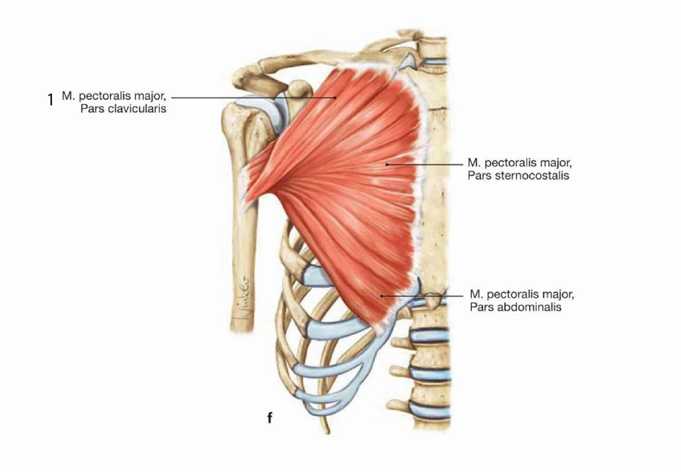 <p>skaji i brendshem ngjitet me ndihmen e tre tufave, pars clavicularis, pars sternocostalis dhe pars abdominalis</p><p>skaji i jashtem, te tre tufat konvergjojne nga jashte dhe perfundojne me nje tetive e cila ngjitet ne crista tuberculi majoris te humerusit</p>