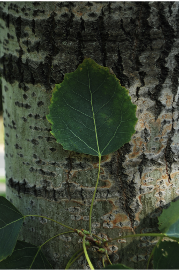 <p><span> leaf is&nbsp;<strong>a distinctive silvery-green</strong>; Used for pulp, particle boards and structure panels​; bark on young trees is&nbsp;<strong>thin, and dull yellow-green in color</strong></span></p>