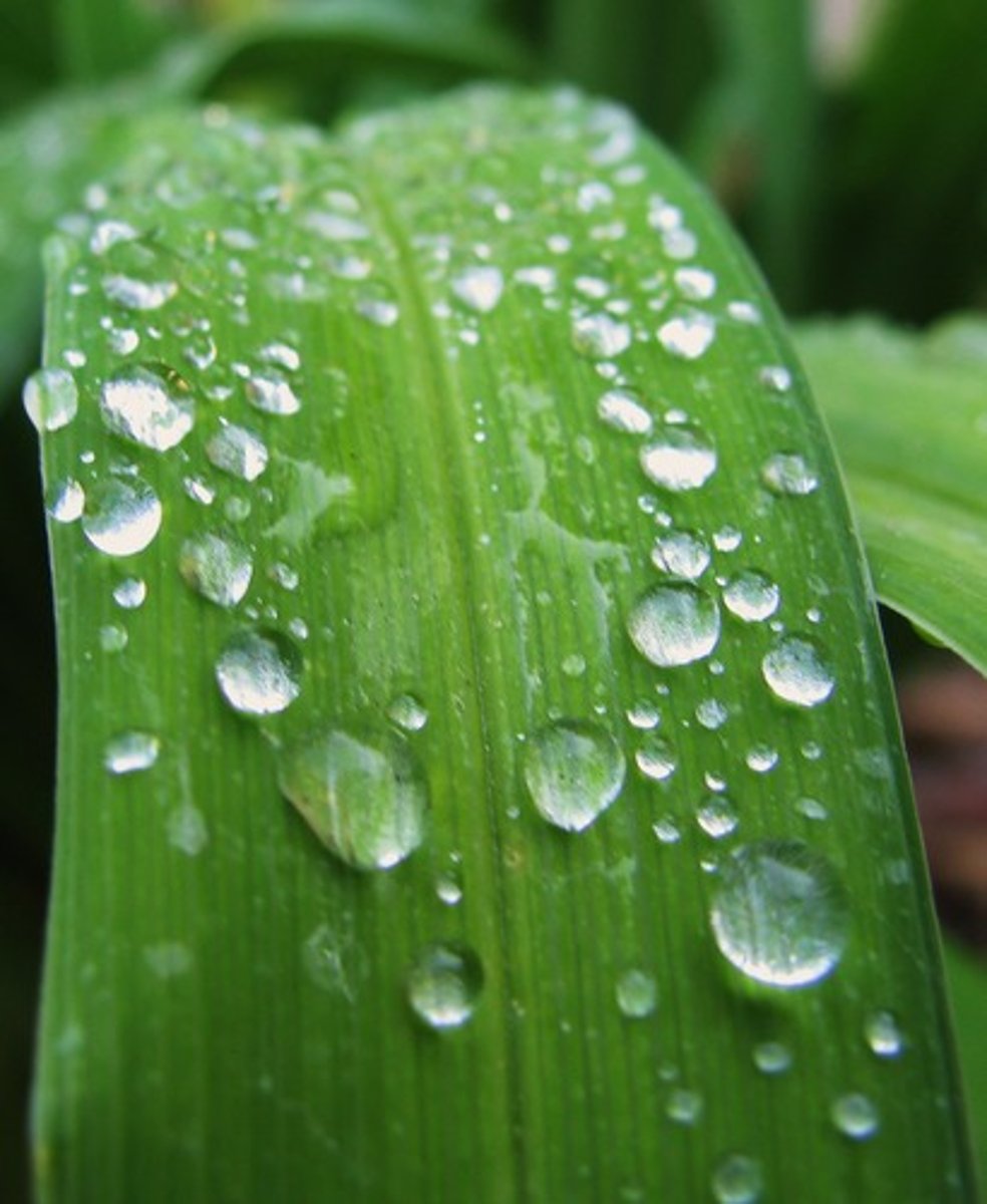 <p>Gas to liquid:<br><br> (Dew on grass)</p>