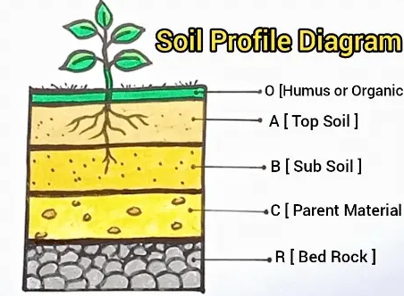 <p><strong>O Humus</strong>: dark, organic material that forms when plant and animal matter decays</p><p><strong>A Top Soil</strong>: high concentration of organic matter and microorganisms</p><p><strong>B Sub Soil</strong>: variable mixture of small particles, less organic matter and humus</p><p><strong>C Parent Material</strong>: material forming soil horizons may be mineral rock and/or organic matter</p><p><strong>R Bed Rock</strong>: solid rock beneath surface materials such as soil and gravel</p>