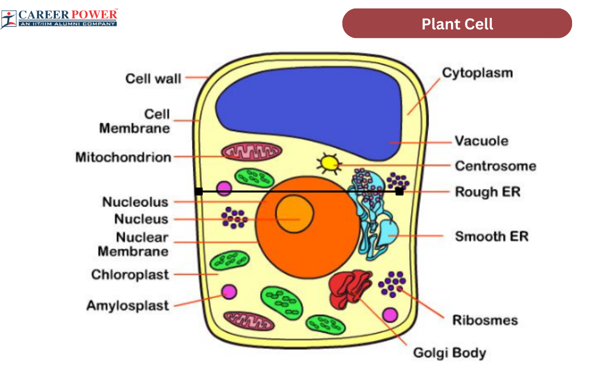 <ul><li><p>Chloroplasts</p></li><li><p>Cytoplasm</p></li><li><p>Golgi apparatus</p></li><li><p>Mitochondria</p></li><li><p>Plasma membrane </p></li><li><p>Endoplasmic reticulum </p></li><li><p>Cell wall</p></li><li><p>Large central vacuole </p></li><li><p>Starch granules - amyloplasts</p></li><li><p>Nucleus</p></li></ul><p></p>