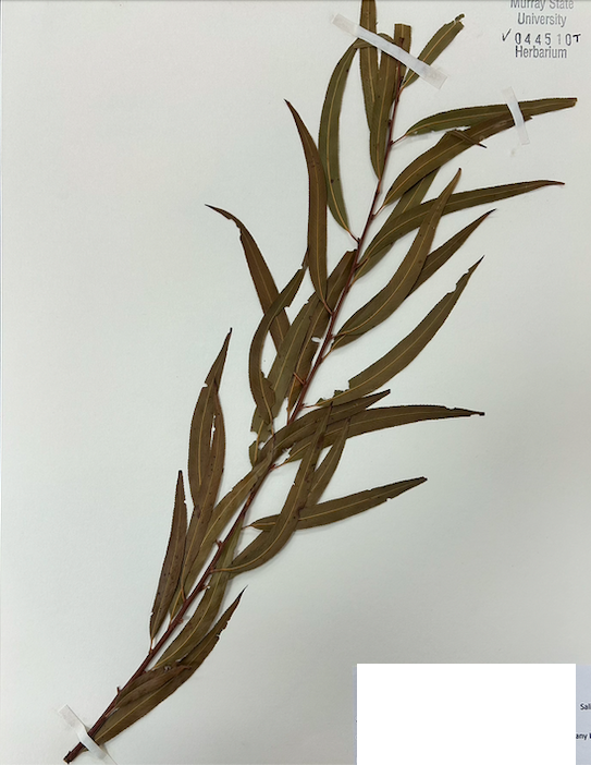 <p>Family? Genus?</p>