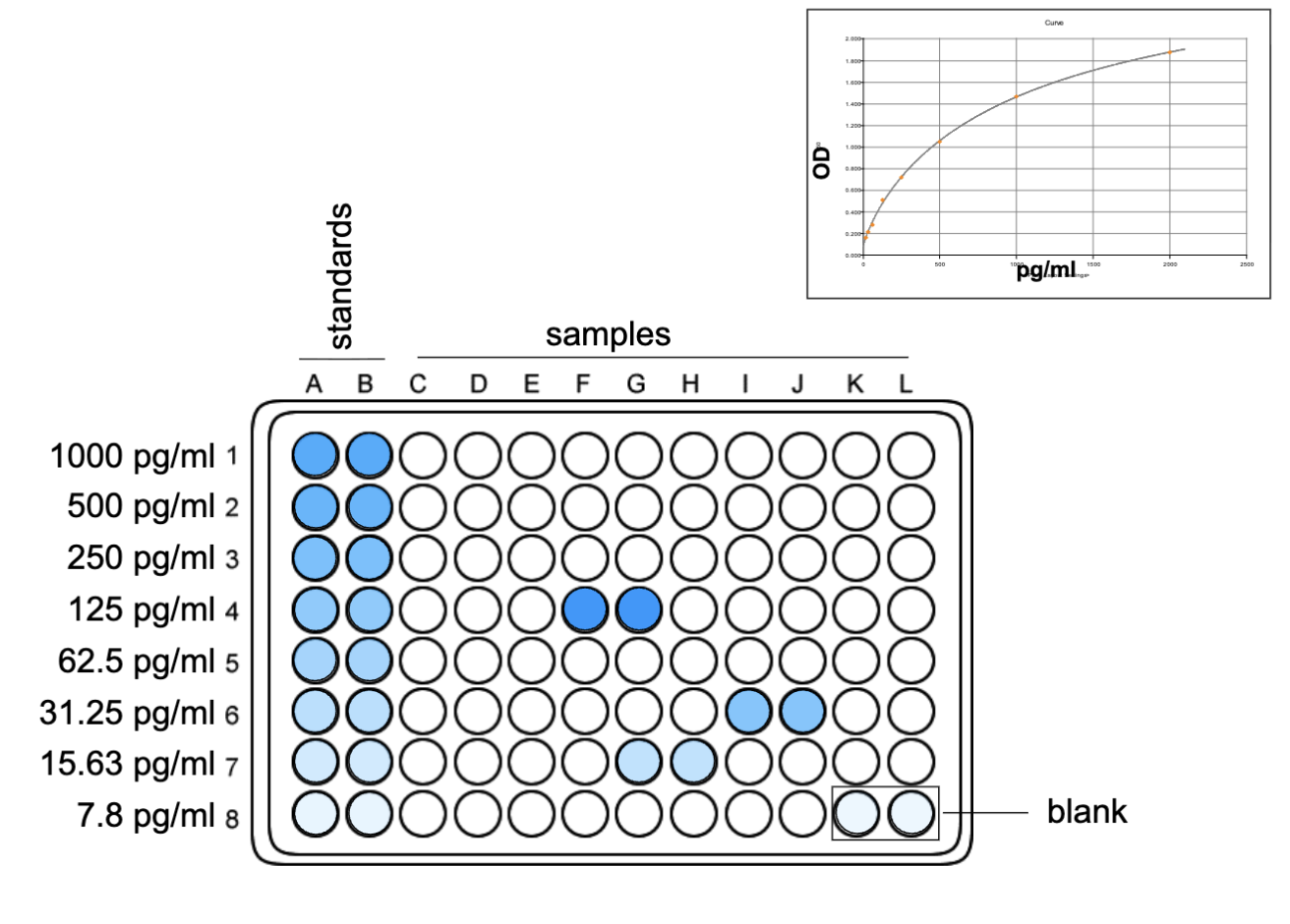 <p>run the assay, need standards: fixed amount and blanks (gives background reading)</p><p>based on readings can generate the curve</p>