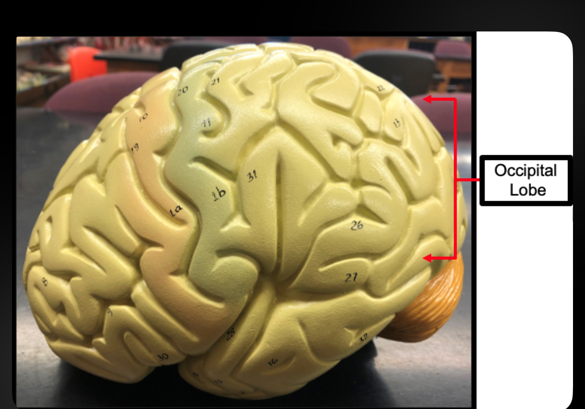 <p>Occipital Lobe</p>