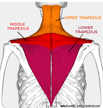<p>runs from skull to T12</p><ul><li><p>upper trapezius: scapula elevation</p></li><li><p>middle trapezius: scapula retraction </p></li><li><p>lower trapezius: scapula depression</p></li></ul><p>the trapezius does not attach to the humerus so it does not move the shoulder</p><p></p>