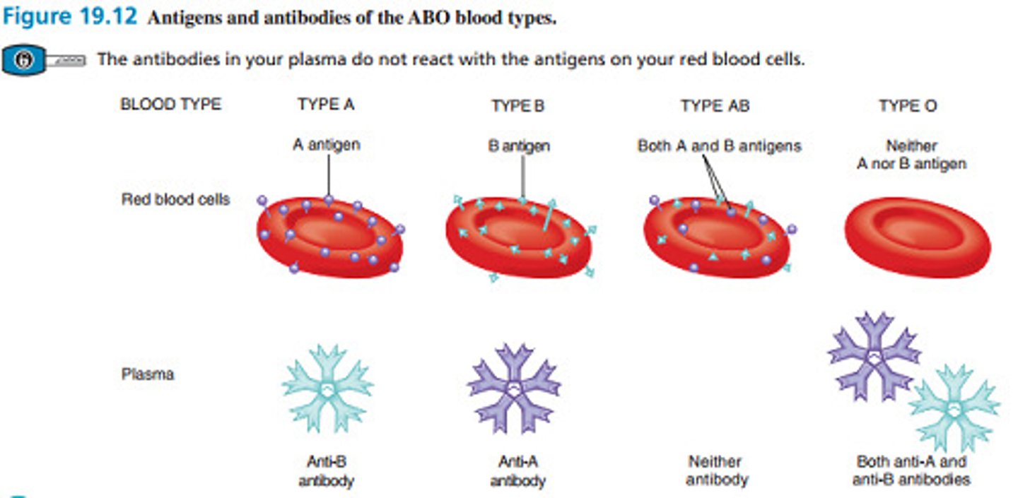 <p>* Type A Blood as A antigens on the surface and Anti-B antibodies in blood plasma.</p><p>* Type B Blood has B antigens on the surface and Anti-A antibodies in the blood plasma.</p><p>* Type AB Blood has both A and B antigens on the surface and neither antibody in the blood plasma.</p><p>* Type O Blood has no antigens on the surface, and both Anti-A and Anti-B antibodies in the blood plasma.</p>