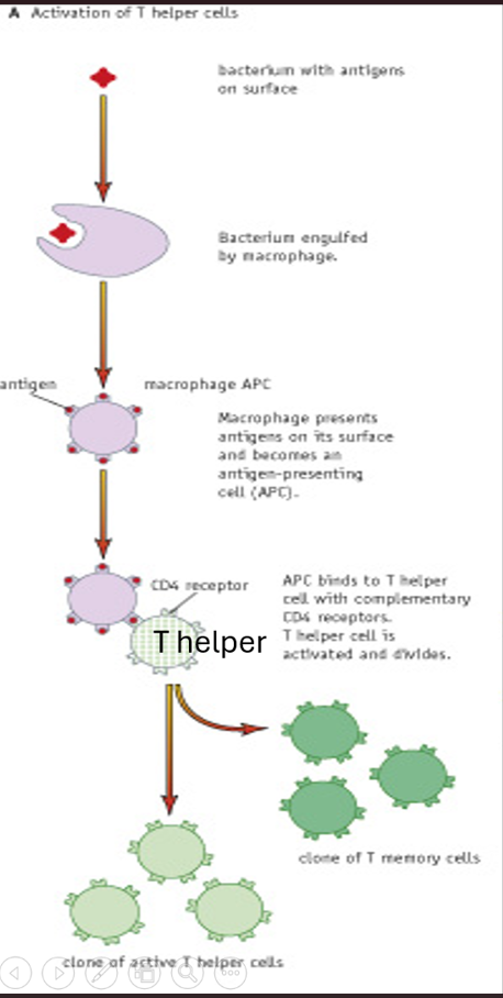 <ul><li><p>When a <strong>pathogen is engulfed</strong> by a <strong>macrophage (phagocytosis)</strong>, the <strong>antigen</strong> from the pathogen is <strong>displayed on the macrophage’s surface</strong>, turning it into an <strong>antigen-presenting cell (APC)</strong>.</p></li><li><p>The <strong>antigen on the APC</strong> binds to the <strong>CD4 receptor</strong> on a <strong>T helper cell</strong> — they are <strong>complementary</strong>.</p></li><li><p>This <strong>activates the T helper cell</strong>, which then divides by <strong>mitosis</strong> to form:</p><ul><li><p><strong>Active T helper cells</strong> → release <strong>cytokines</strong> that activate <strong>B cells</strong>, <strong>phagocytes</strong>, and <strong>T killer cells</strong>.</p></li><li><p><strong>T memory cells</strong> → remain in the body for <strong>future immunity</strong>.</p></li></ul></li></ul><p></p>