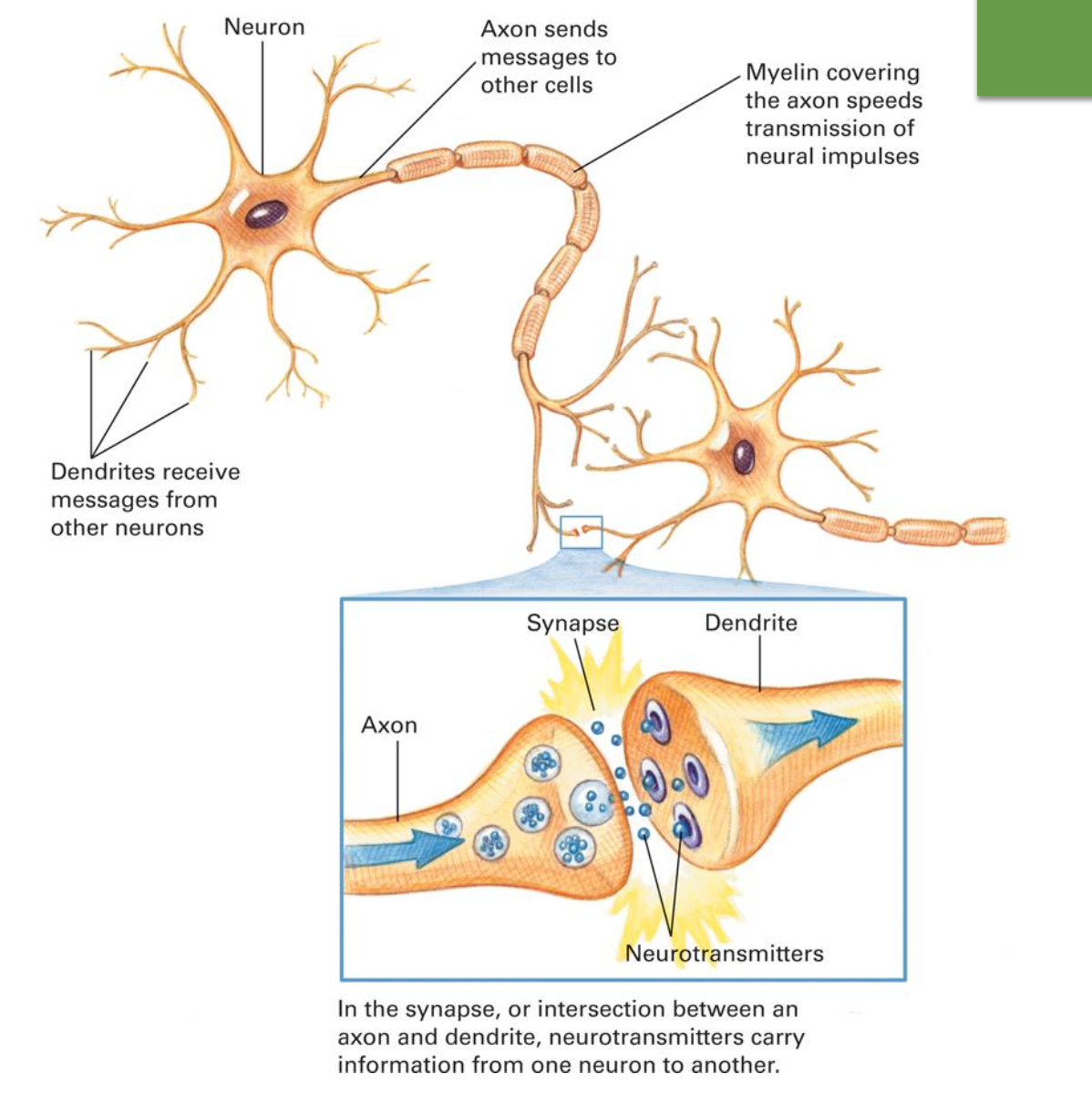 <p>Axon - fiber that extends from the cell body of a neuron and transmits electrochemical impulses from that neuron to the dendrites of a receiving neuron</p><p>Neurotransmitter - brain chemical that carries information from the axon of a sending neuron to the dendrites of a receiving neuron</p><p>Dendrites - receive messages from other neurons</p><p>Myelin - covering the axon speeds transmission of neural impulses</p><p>Synapse - intersection between axon and dendrite</p>