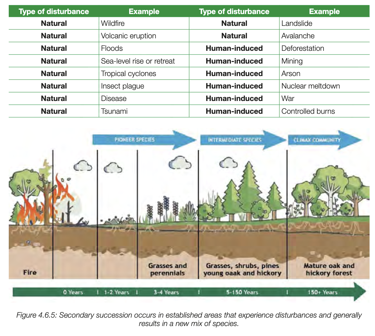 <ul><li><p class="my-2 [&amp;+p]:mt-4 [&amp;_strong:has(+br)]:inline-block [&amp;_strong:has(+br)]:pb-2">Secondary succession occurs in already mature ecosystems after a disturbance (natural disaster or human activity).</p></li><li><p class="my-2 [&amp;+p]:mt-4 [&amp;_strong:has(+br)]:inline-block [&amp;_strong:has(+br)]:pb-2">Example: wildfires causing large, random loss of life.</p></li><li><p class="my-2 [&amp;+p]:mt-4 [&amp;_strong:has(+br)]:inline-block [&amp;_strong:has(+br)]:pb-2">Surviving species result from chance, not better adaptation (genetic drift event).</p></li><li><p class="my-2 [&amp;+p]:mt-4 [&amp;_strong:has(+br)]:inline-block [&amp;_strong:has(+br)]:pb-2">Begins with germination of wind-blown and surviving underground seeds.</p></li><li><p class="my-2 [&amp;+p]:mt-4 [&amp;_strong:has(+br)]:inline-block [&amp;_strong:has(+br)]:pb-2">Warm, nutrient-rich soil with ash promotes rapid plant growth.</p></li><li><p class="my-2 [&amp;+p]:mt-4 [&amp;_strong:has(+br)]:inline-block [&amp;_strong:has(+br)]:pb-2">New plant populations establish quickly, forming varied communities.</p></li><li><p class="my-2 [&amp;+p]:mt-4 [&amp;_strong:has(+br)]:inline-block [&amp;_strong:has(+br)]:pb-2">Escaped animals and new species return or migrate to the area.</p></li><li><p class="my-2 [&amp;+p]:mt-4 [&amp;_strong:has(+br)]:inline-block [&amp;_strong:has(+br)]:pb-2">Competition among species shapes population sizes and ecosystem structure.</p></li><li><p class="my-2 [&amp;+p]:mt-4 [&amp;_strong:has(+br)]:inline-block [&amp;_strong:has(+br)]:pb-2">Occurs faster than primary succession.</p></li><li><p class="my-2 [&amp;+p]:mt-4 [&amp;_strong:has(+br)]:inline-block [&amp;_strong:has(+br)]:pb-2">Duration depends on disturbance size and original ecosystem stability.</p></li></ul><p></p>