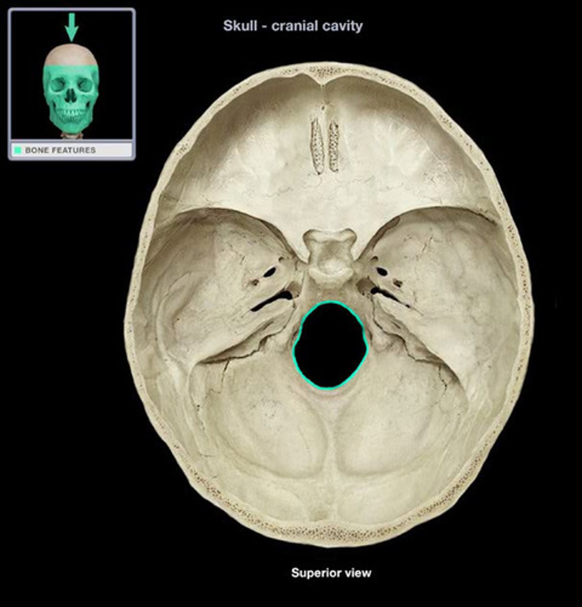 <p>the hole in the base of the skull through which the spinal cord passes. A more centralised foramen magnum indicates bipedal locomotion</p>