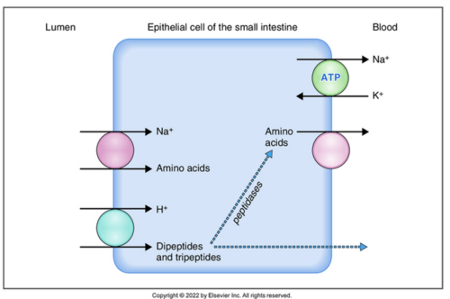 <p>absorption of peptides:</p>