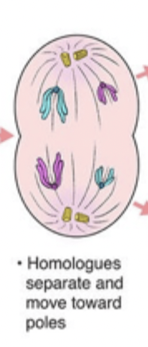<p>sister chromatids of duplicated chromosomes separate</p>