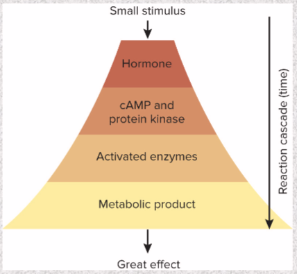 <p>one hormone molecule—synthesis of many enzyme molecules</p><p>small stimulus—large effect</p><p>circulating concentrations very low</p>