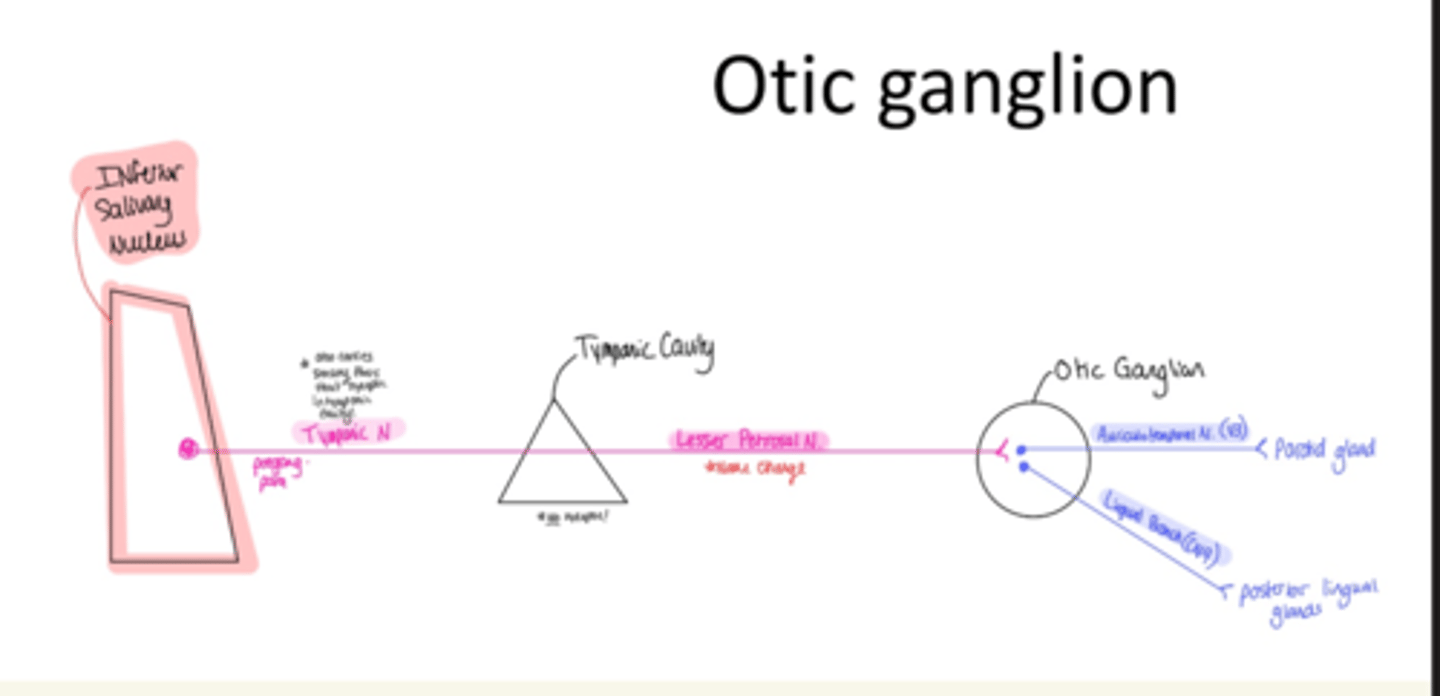 <p>postganglionic parasympathetic</p>