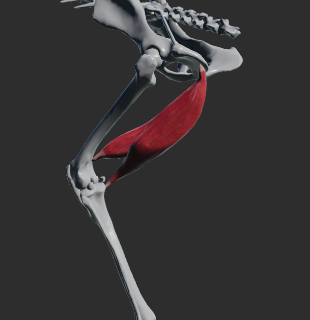 <p>odstup: ventrální plocha tuber ischiadicum</p><p>úpon: podél condylus medialis femoris a condylus medialis tibiae, do fascia cruris</p><p>funkce: extenze v articulatio coxae, flexe v articulatio genus</p>