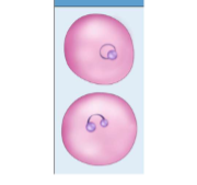 <p>Cytauxzoon felis&nbsp;</p>