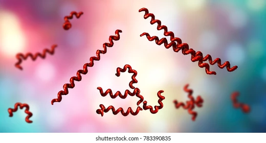 <p>More defined spiral shaped bacteria</p>